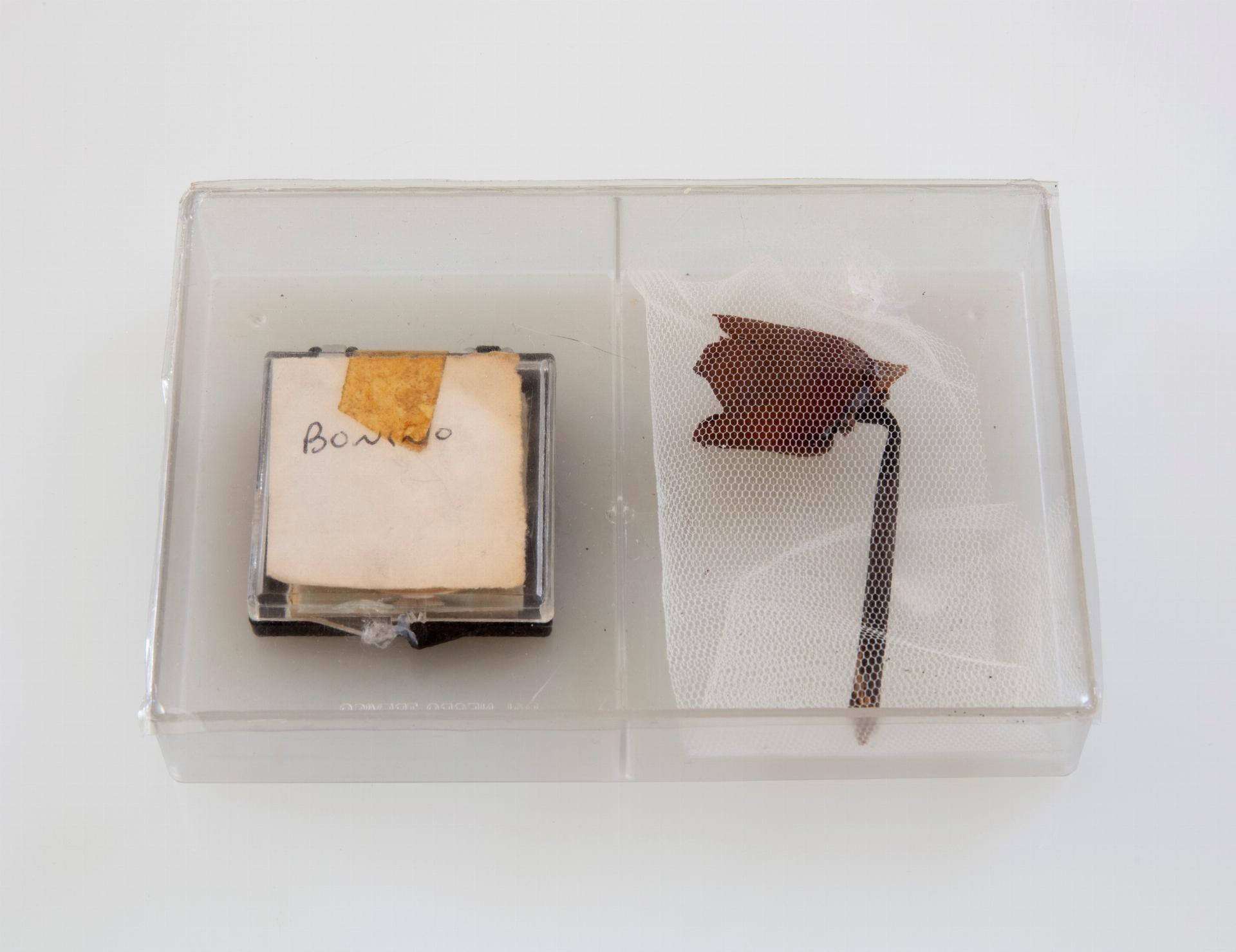 Mostra-Beatrice-Bonino